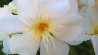 Wisdom inspired by Proverbs 8 (TPT)