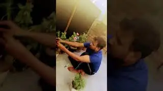 My mini garden