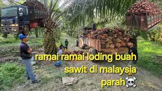 Parah!! Di malaysia loding buah sawit ramai orang 8 ton buah sawit💀☠️