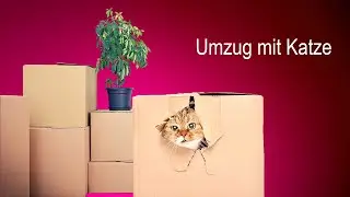 Umzug mit Katze - Tipps und Tricks