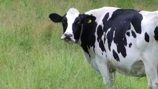Learn Farm Animals For Kids - Learning Farm Animals Names And Sounds in English - Educational Videos