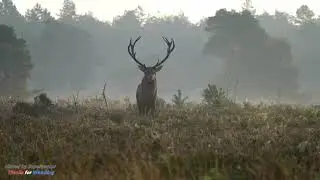 The King is back, Veluwe Edelherten bronst | Close Encounter Red Deer stags | Sony A7 IV (4K)
