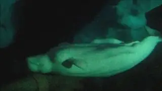 Whisper & Naluark | SeaWorld Orlando Belugas  (3/13/16)