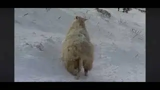 Сильные снегопады могут создать проблемы для фермеров, занимающихся сельским хозяйством #сельское...