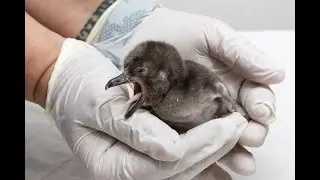 TikTok Live Replay: Eggciting Penguin News!