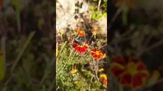 #india #uttarakhand #kapkote #spring#flowers #purple #butterfly #ecosystem #environmental
