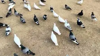 Pigeon magnetic powder(trypophobia)