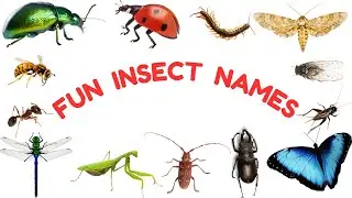 Explore Insects | Fun and Educational Insect Names for Kids!