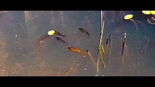 Samtengang Lake Story || Dzongkha Version || 2020