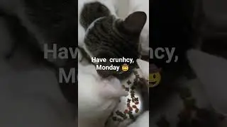Cat Feeding ASMR #catshorts #astrology #asmrsounds #catvideos