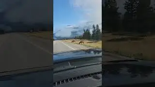 Cow elk grazing in Jasper. 3 weeks after the major forest fire. #elk #jasper #survival #forestfire