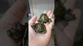 Обновление за последний год по Barf & Belch и Ruff & Tuff!