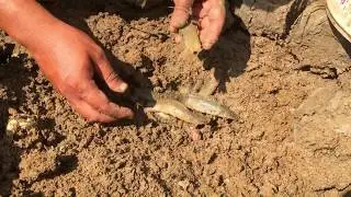 Unbelievable Catching Lot Of Fishes From Dry Land - Best Mud Fishing