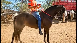 FEIRA DE CAVALOS DE CARUARU PE, LOTADA DE ANIMAIS, TERÇA FEIRA, (03/02/26) #nordeste