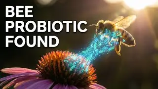 The Surprising Truth About Probiotics for Bees Nobody Tells You - Apilactobacillus kunkeei