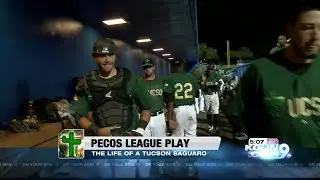 Pecos League Play: The life of a Tucson Saguaro