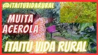 ITAITU VIDA RURAL: Simplicidade, Paz, Tranquidade e Alimento Saudável/ACEROLA ORGÂNICA