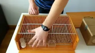 Transportines Caseros para concurso canaricultura