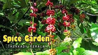 Periyar Spice Garden Thekkady | Spice Garden Visit | Spice Plantation Thekkady | Kumily Spice Market