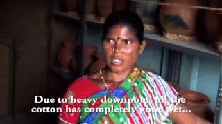 Impact of Phailin Cyclone on Odisha cotton farmers-  Broadband