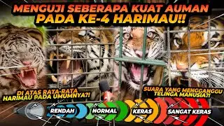MENGUJI SUARA AUMAN HARIMAU ! TEONA DAN ESHAN MEMPUNYAI SUARA AUMAN DIATAS RATA2 ?!