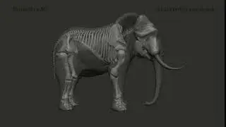 Elephant | Skeleton | 3D Model