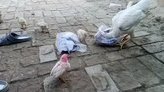 Beautiful Village Morning 🐔 | White Chicken Mother Eating Wheat with Colorful Baby Chicks 🐥🐤