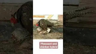 What does a pheasant and chicken hybrid look like?