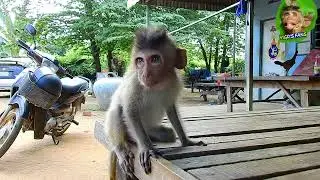 Broken News !! Rescue Pity Blind Vigo, Success For Help Vigo, Pitiful Blind Baby Vigo Really Hungry