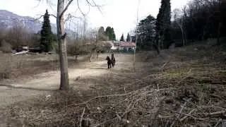 puledri che giocano!