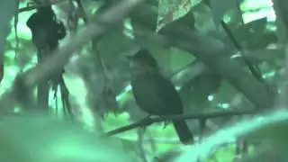 Buff-throated Foliage-gleaner