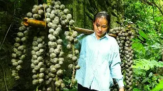 This Wild Fruit Grows Only in the Mountains 🌿 | A Quiet Discovery