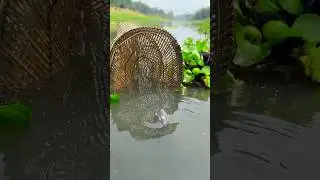 Amazing fishing with bamboo cage #bigfish #fishingtrap #shorts