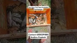 Sea Bass Fish Seed Available Pandugappa Contact 6300291881 Andhra Pradesh