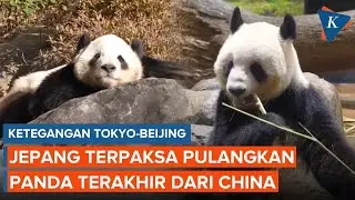 Tokyo-Beijing Bersitegang, Panda Terakhir di Jepang Dipulangkan ke China