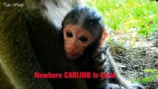 WELCOME NEWBORN CARLINO ON EARTH. Monkey CANDY Gave Birth a Lovely Newborn  Successfully Today.