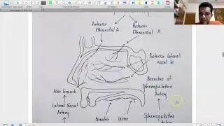 Blood Supply of Nose (ENT Uplifter for MBBS)