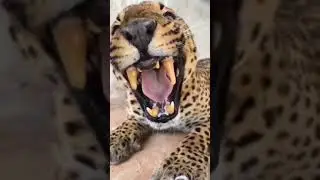 rugido de on&ccedil;a pintada