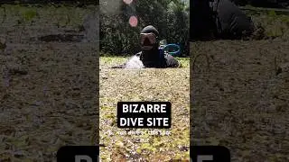 How to go Scuba Diving at Manatee Springs State Park 🤿 👌#scubadiving #divetravel #floridasprings