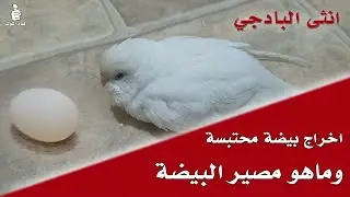 اخراج بيضة محتبسة من انثى بادجي البينو |  وماهو مصير البيضة بعد خروجها ؟