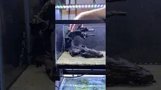 Создаём НОВЫЙ 10-галлонный акваскейп в аквариуме! (Часть 1) #plantedtank #aquascape #aquascaping