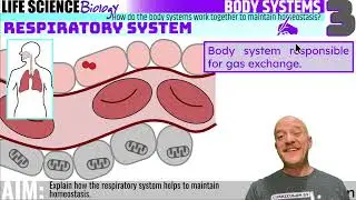 12:BODY SYSTEMS.3