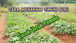 Cara Menanam Timun Suri,Cocok Untuk Pemula