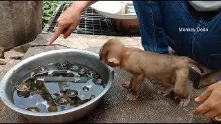 Really Interesting!!! Dodo Scaring Snails, Dodo Happy Play And Swimming In Pool