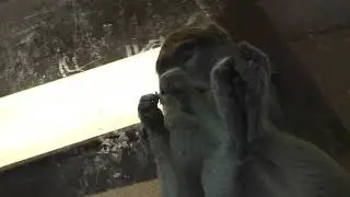 Patas monkey resting her legs while eating. Just THAT chill!!