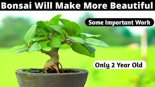 Beautiful Mame Bonsai Work