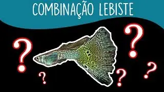 5 espécies compatíveis com o LEBISTE (Guppy)