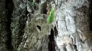 Broad-nosed Weevil (Curculionidae: Polydrusus) on Oak Trunk