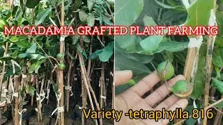 MACADAMIA GRAFTED PLANT NURSERY! All INDIA DELIVERY SERVICE AVAILABLE 🚛🚉.
