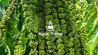 Giống c&agrave; ph&ecirc; Cao Sản Năng Suất Vượt Trội .Lh ☎️ 0979.940.779(zalo)